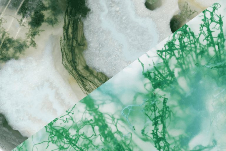 Tree agate vs. moss agate