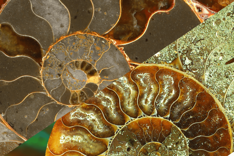 Ammolite vs Ammonite